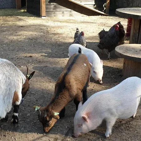 De Bosrand База отдыха 3*