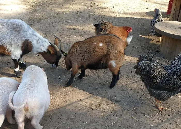 De Bosrand Aldeamento Turístico